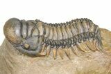 Zlichovaspis Trilobite With Crotalocephalina & Reedops #381179-3